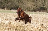 SETTER IRLANDAIS 485